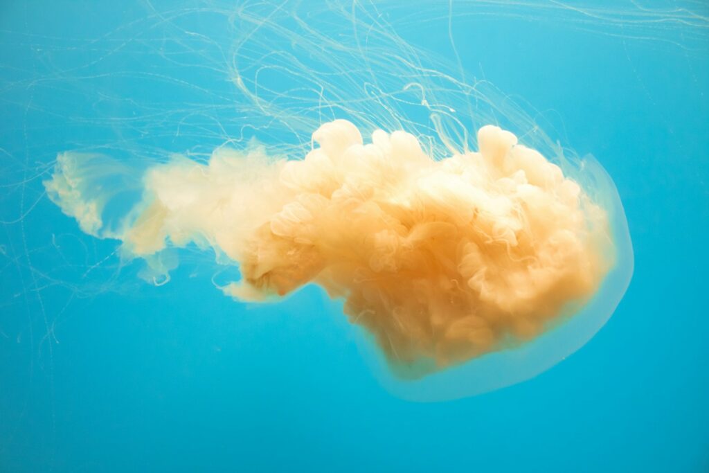 Jellyfish drifting in tropical seawater near a beach